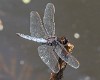 Crocothemis nigrifrons male-3424